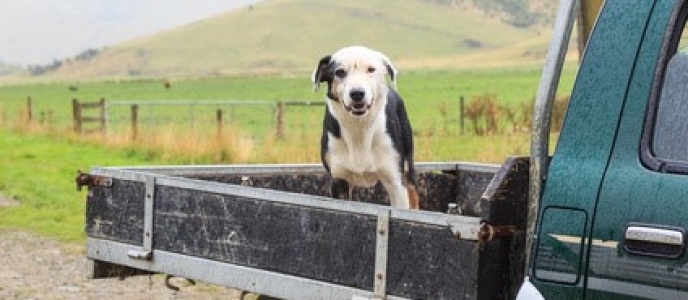 What You Need to Know About Travelling With Your Dog in Your Ute